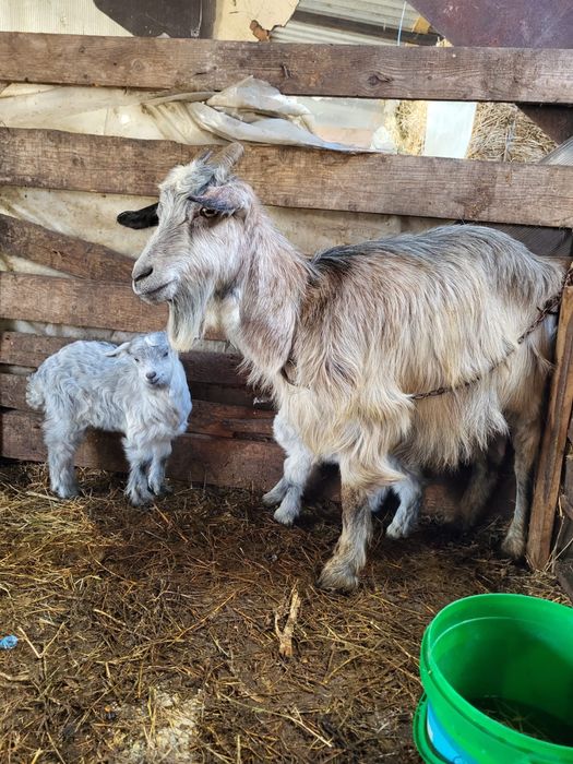 Vand capra la a doua fatare!