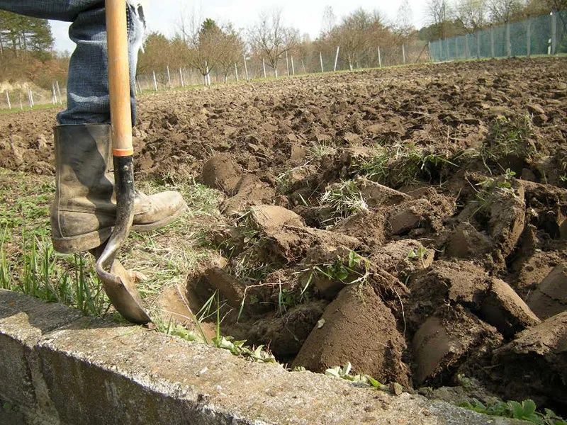 Рве траву капает агароды