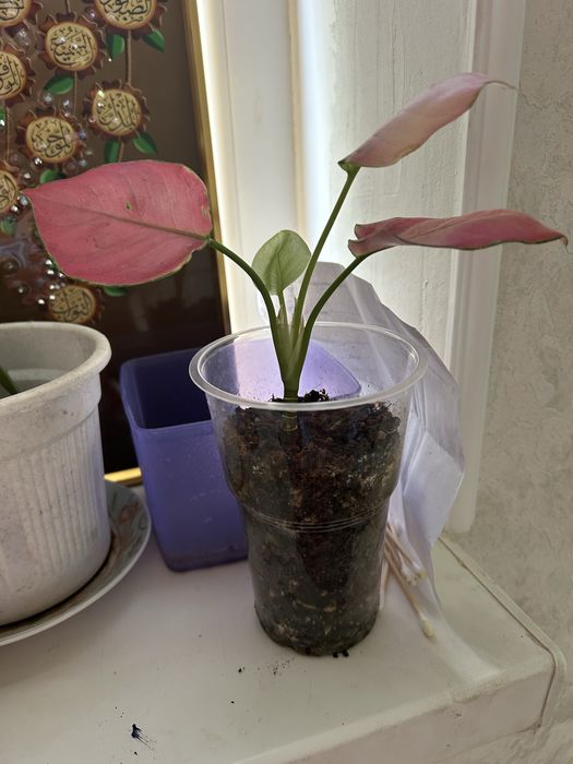 Гүлдердің өсінділері сатылады