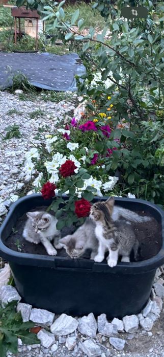 Отдам кошечку с котятами
