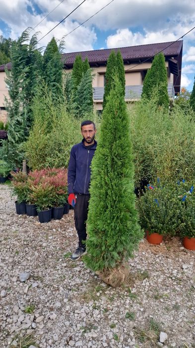 Tuia mai multe mărimi 170cm 300 cm