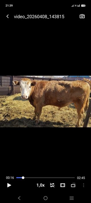 Продам быков ...