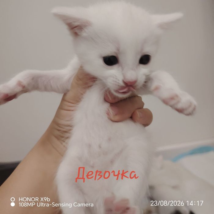 Котята      Марғау
