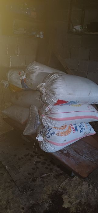 Продам ячмень сухой