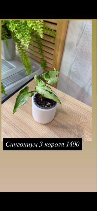Цветы комнатные разные