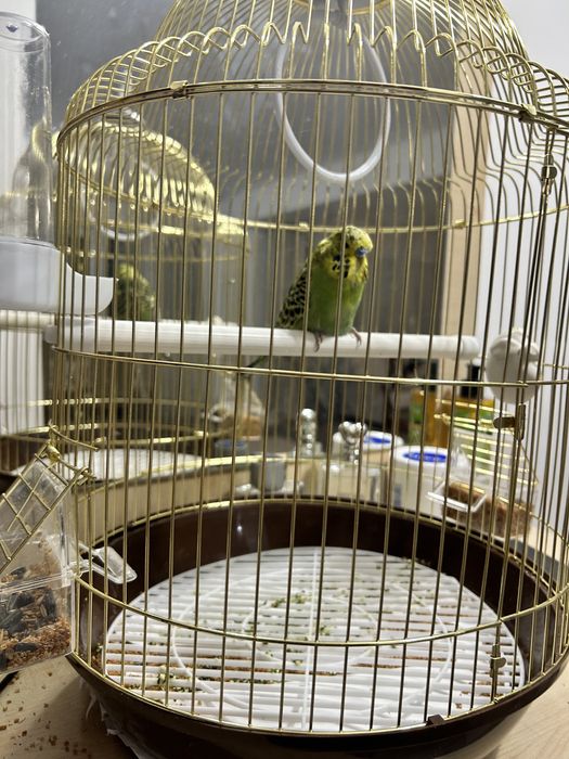 Продаем попугая вместе с клеткой