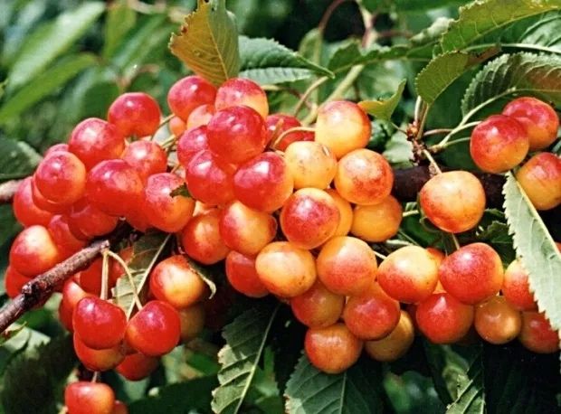 Cires amar soiul galata