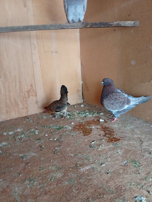 Голуби    Кинги.