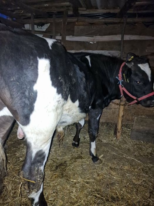 Vand  3 viteii, marfa de calitate 183 de milioane negociabil !