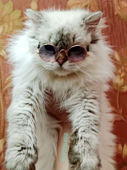 Скоттиш Страйт Хайленд Поинт вязка