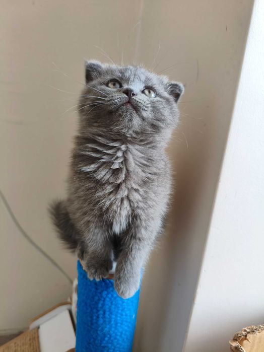 Британски котета и шотлански клепоухи