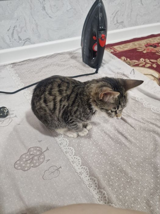 Ураган нежности ищет дом!