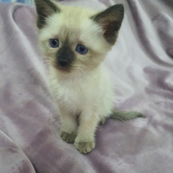 Продам сиамских котят