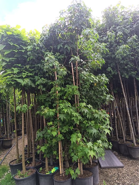 Plante ornamentale copacii Gazon rulou amenajam grădini