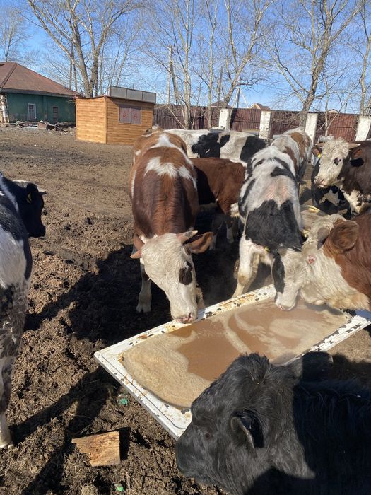 Продам быков на мясо/ на племя