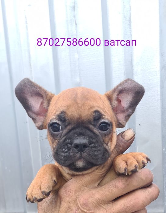 Продам щенков французского бульдога.