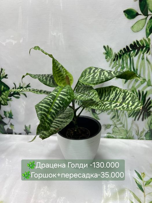 Антуриум, Аглаонема Крете, Сансевиерия и др