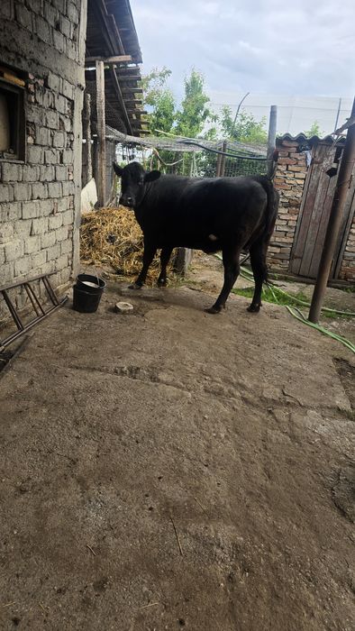 Vând vaca angus  tânără