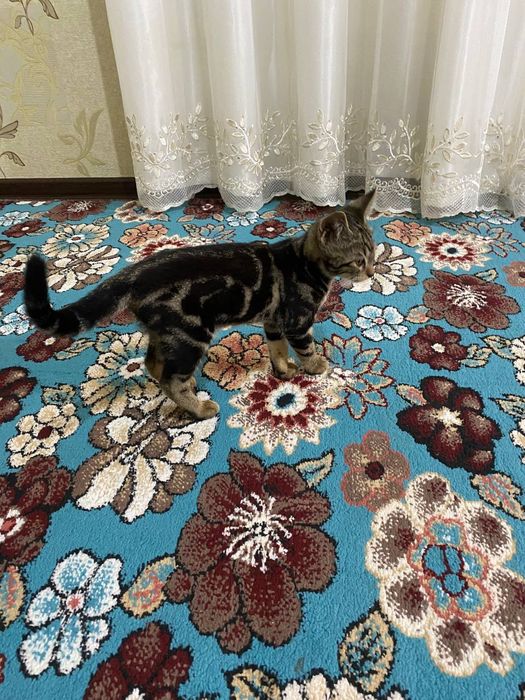 Отдам котят в хорошие руки