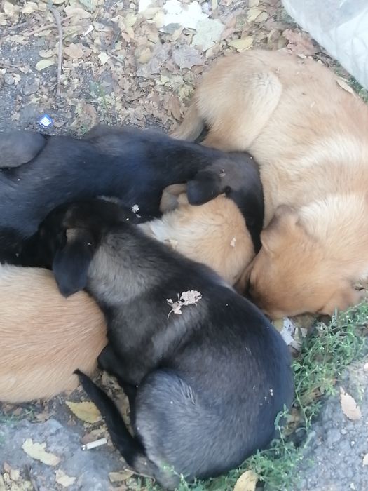 Щенята! Охотничий тьрьер!девочки, и мальчики.