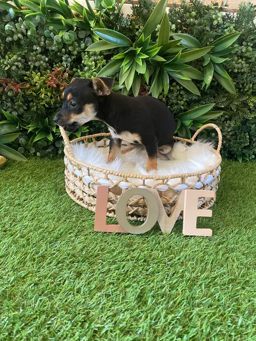 Pinscher (Pincher) – băiat, sănătos, jucăuș și foarte afectuos