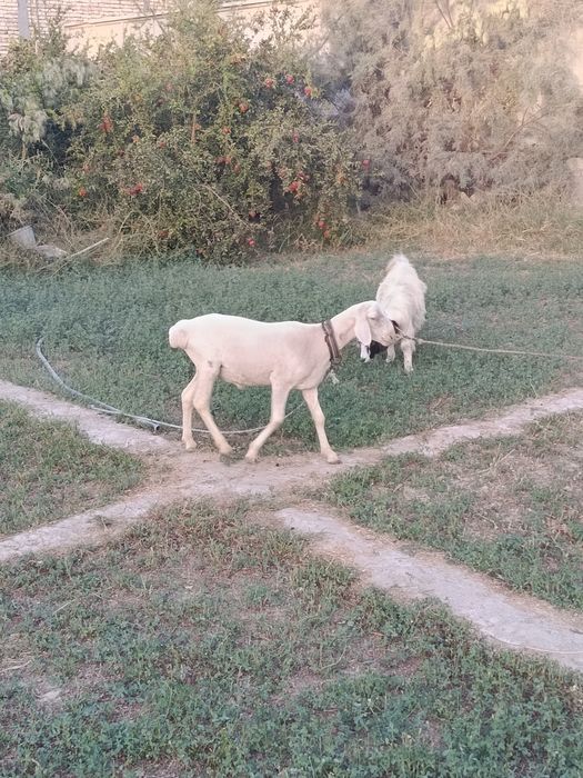 Кучкор барар сотилади