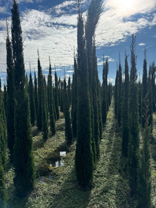 Buxus  gard viu  tuia  leilandii
