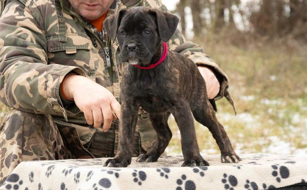 Cane Corso 2 luni femela tigrat