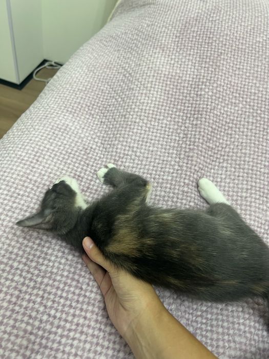 Отдам в добрые руки котят