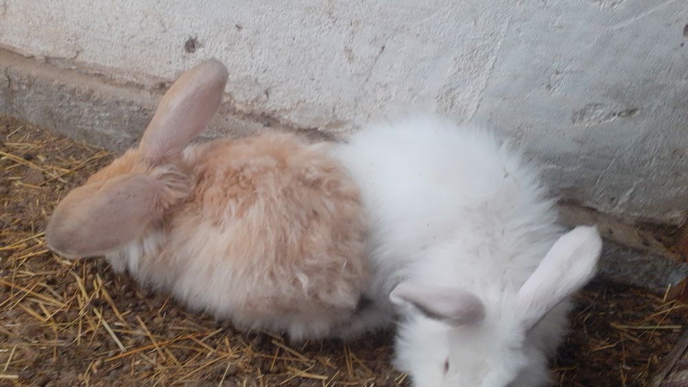 Продам кроликов разный возраст