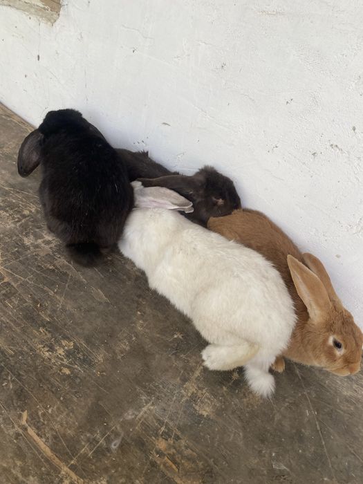 кролики разной породы, не микс