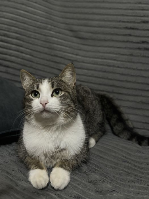 Кошечка в добрые руки