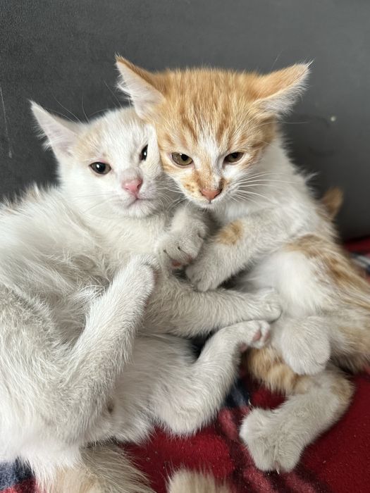 отдам котята в хорошие руки