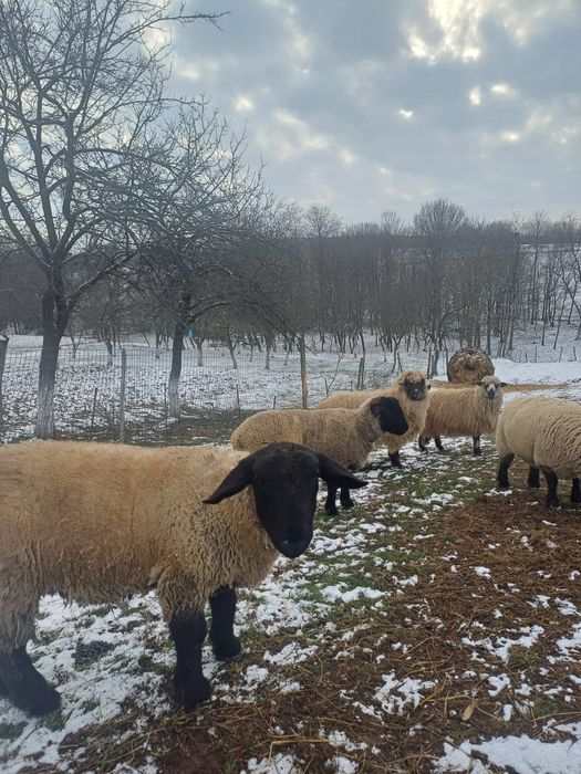 Vand oi Suffolk si țurcane