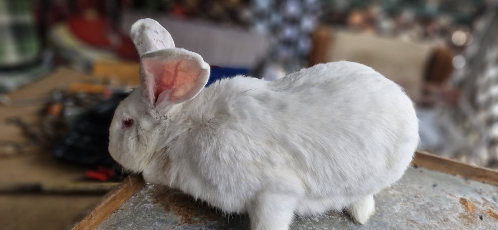 Vând iepuri,metis ug cu fluture