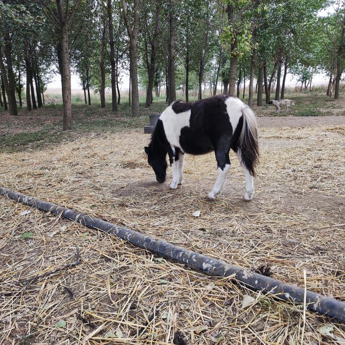 Ponei mascul ( fabricatie aprilie 2025)  3200 lei