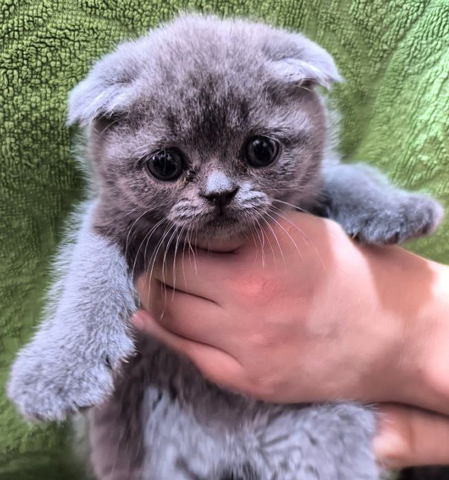 Шотландский чистокровные котята скоттиш фолд скоттиш страйт