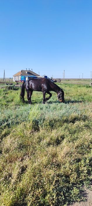 Продам жеребца 4 года обучен