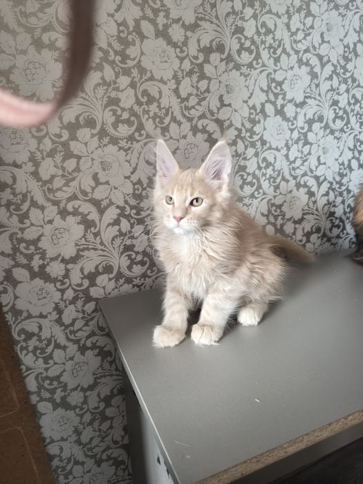 Котята Мейн Куны