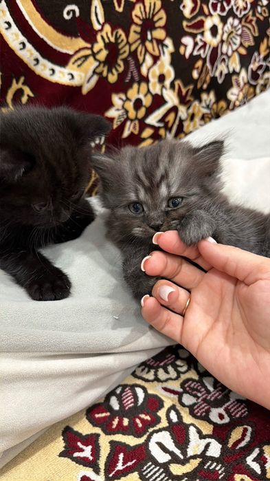 Продам котят породистых