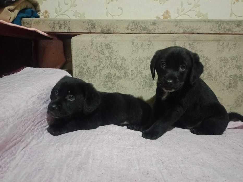 Самые умные и благогородные собакены