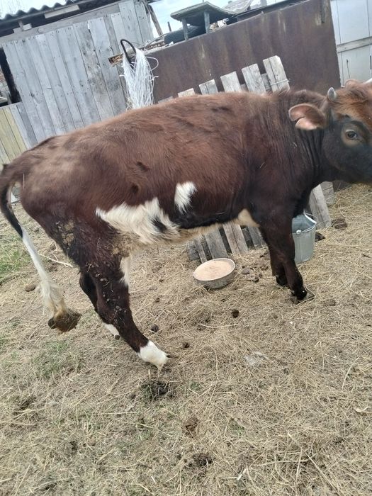 Продам телку. На мясо