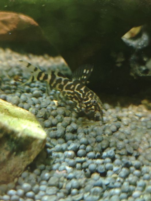 coridoris baliq baliqlar akvarium baliqlari р рыби аквариумные рыбки