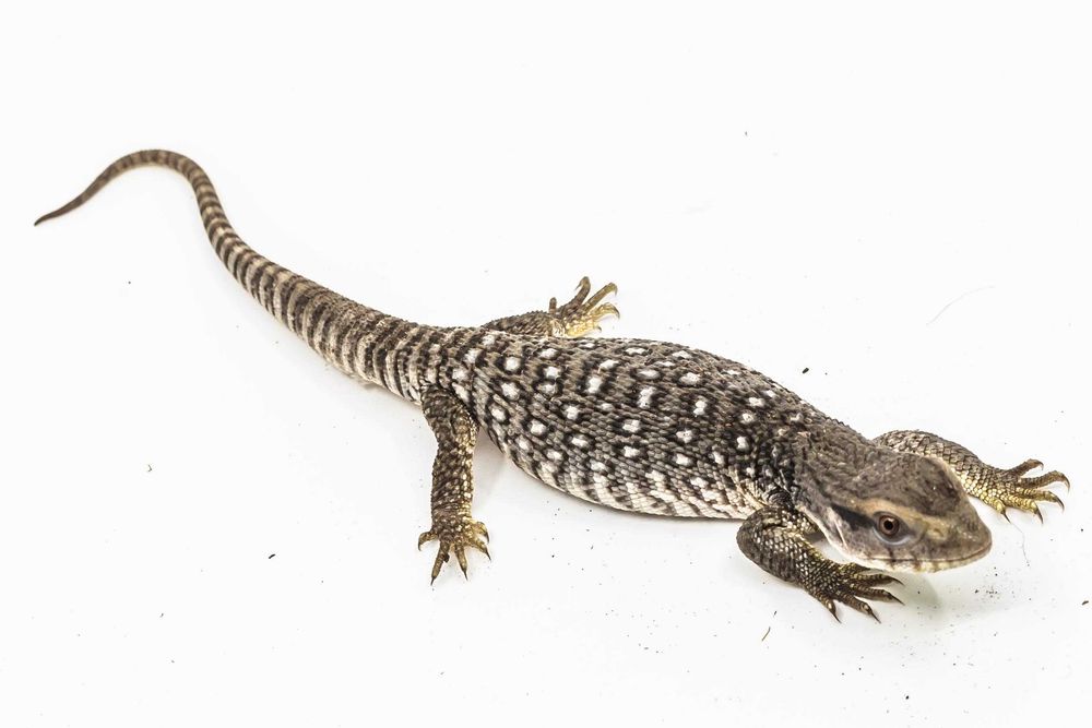 Monitor de Savana (Varanus Exanthematicus)