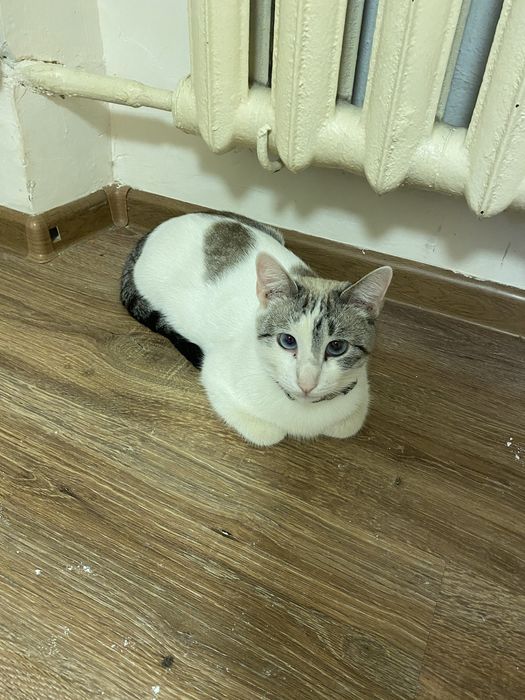 Отдам котенка и кошку