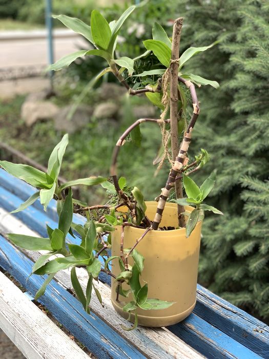 Золотой ус лечебный