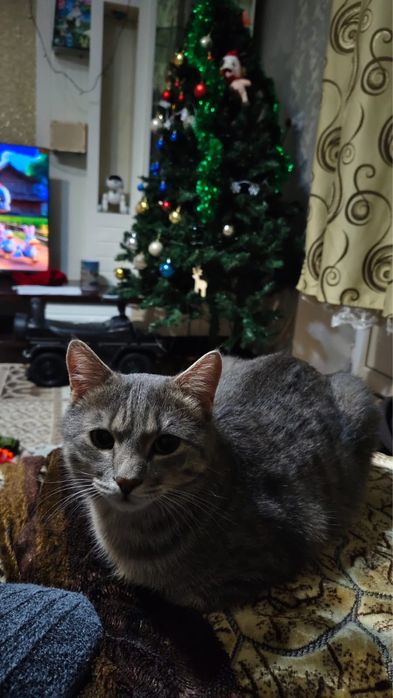 Отдам кота в хорошие руки.
