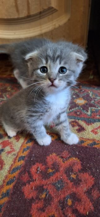 Котята,добрые,игривые и спокойные.