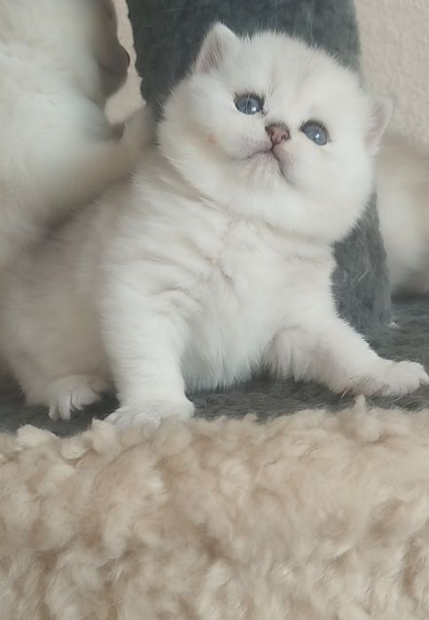 Сотилади Британский Шиншилла Чистокровный Угл &Киз Ота Онаси перевазно