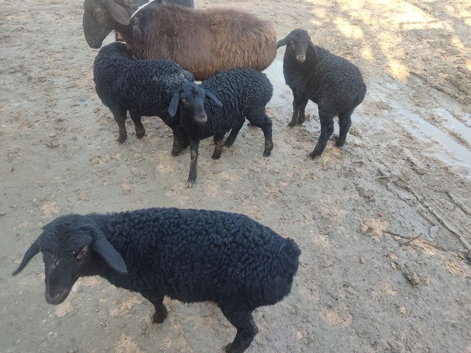 Shirboz barralar sotiladi bir oylik 2gizak Qo'chqor barralar